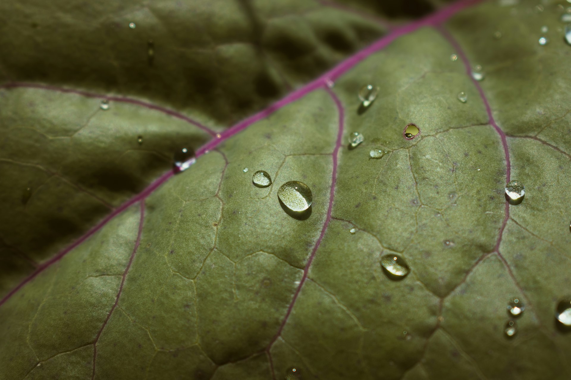 a green leaf with drops of water on it